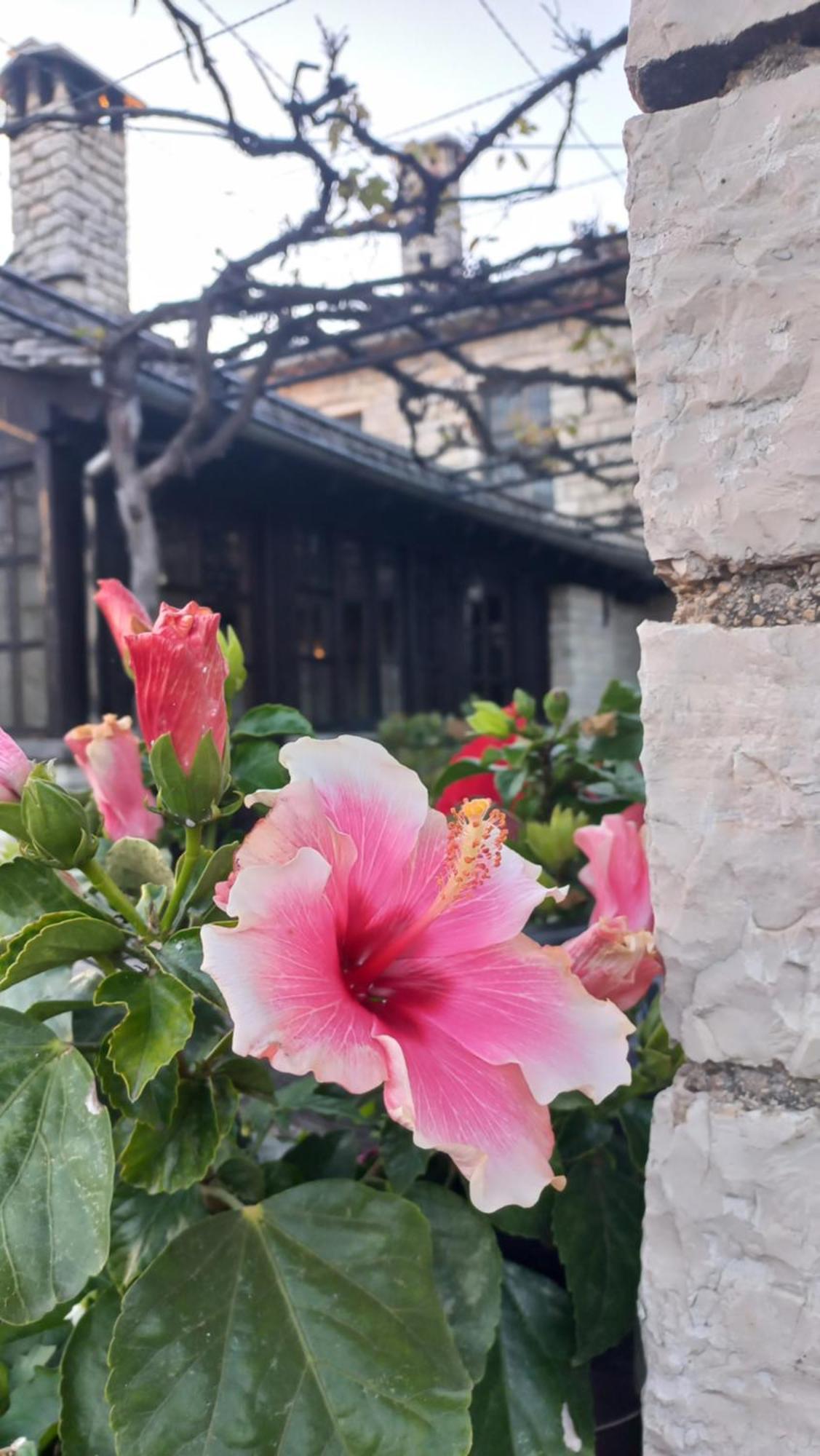 Guesthouse Selini Вица Екстериор снимка